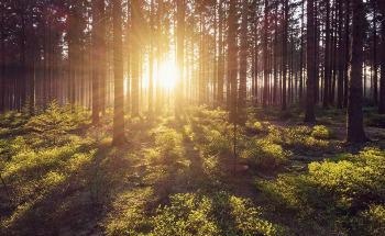 Influence of Management Techniques on Forest Evolution