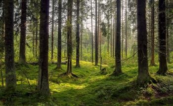 The Benefits of Climate-Smart Ecosystem Monitoring in Forests