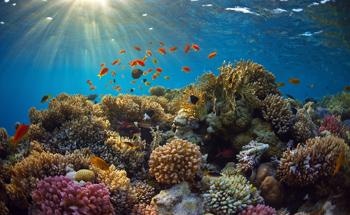 Super Corals: Can They Help Save Reef Ecosystems?