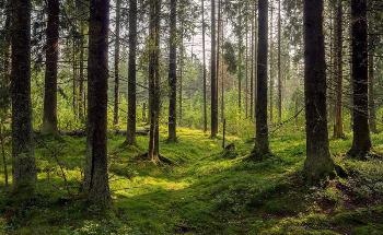 Growth Decline in Large Regions of Forest Distribution across Europe
