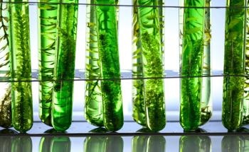 The Use of Algae to Reduce CO2 Emissions