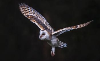 Improving the Ecological Impacts of Light Pollution on Birds