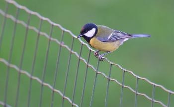Comparing the Quality of Life of Urban and Forest Great Tits