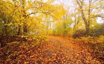 How Plant Litter Decomposes and Humifies After Leaf Fall