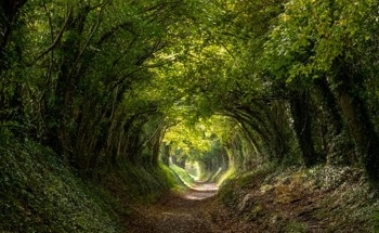 Why Does the UK Have Low Biodiversity?