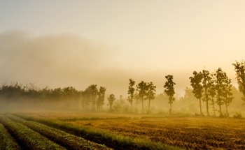 Fog Collecting and the Future of Reforestation