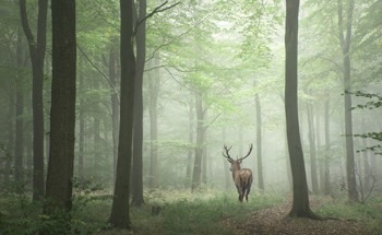 Conserving Life on Land with Sustainable Development Goal 15