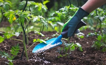 The Global Fertilizer Challenge: Developing Sustainable Solutions to Boost Productivity