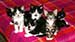 Environmentally Friendly Pet Ownership and Ways To Keep Clean and Feed Your Pets Without Harming the Environment