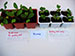 Biochar, What is Biochar, How Biochar is Made and How Biochar Can Help The Environment and Climate Change