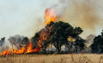 Dryad's Ultra-Early Wildfire Detection: Transforming Global Fire Prevention and Response