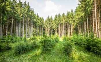 How Forest Regeneration Could Reduce Global Temperatures