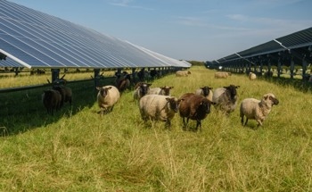 The Different Types of Agrivoltaic Systems