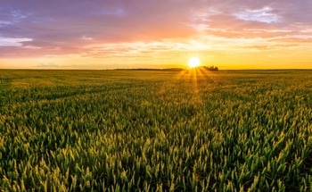 What is Spot Farming?