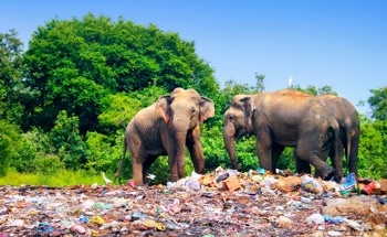 The Garbage Cafés Removing Plastic Waste from Indian Cities