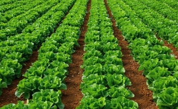 How are Hydrogels Used in Sustainable Agriculture?