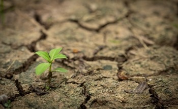 How Plants are Being Engineered to Thrive Under Climate Extremes