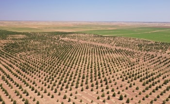 Rethinking Reforestation: Why the Real Opportunity is Much Smaller than We Thought