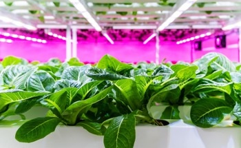 Vertical Farming Could Secure UK Food Supply – If it Solves its Carbon Problem