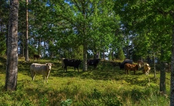 What is Silvopasture?