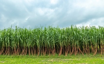 Can Sugarcane Runoff Replace Freshwater in Oil Recovery?