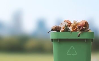 Greener Growing: Can Food Waste Compost Replace Traditional Potting Mix?