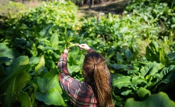 How Regenerative Agriculture Is Tackling Food Insecurity