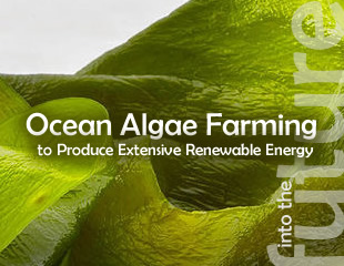Ocean Algae Farming to Produce Extensive Renewable Energy