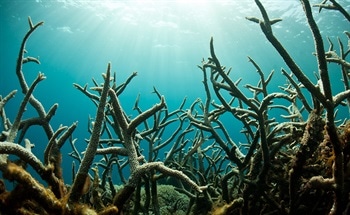 What is Ocean Acidification?
