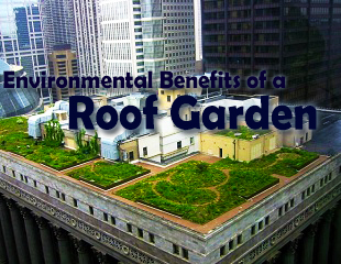 Environmental Benefits of a Roof Garden
