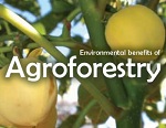 The Environmental Benefits of Agroforestry