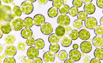What are Microalgae Lamps?