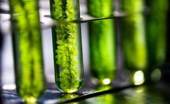 What is Algal Fuel?