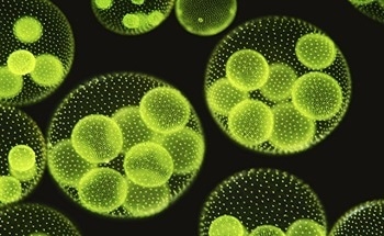What are Algae Farms?