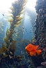 Farming Seaweed to make Biofuel