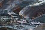 What are River Turbine Farms?