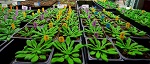 Characterizing Plant Sugar Transporters for BioEnergy