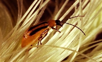 Rootworm Resistance to Environmentally Friendly Farming Practices
