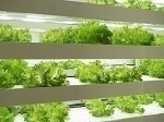 Artificial Plant Factories