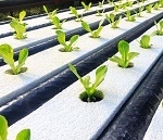 What is Hydroponics?