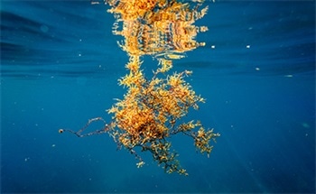 Seaweed as a Superconductor Material