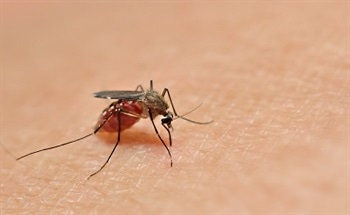 Climate Change and The Spread of Infectious Disease