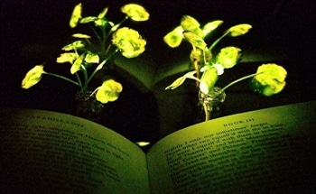 Glowing Plants May One Day Replace Electric Lights