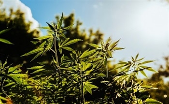 Cannabis in Clean Technology - A New Renewable Energy
