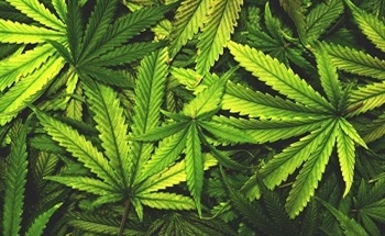 The Production of Cannabis as a Renewable Energy