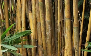 Can Bamboo Be Used for BioFuels?