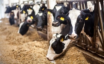 Crops vs. Livestock - Which is Better for You and the Environment?