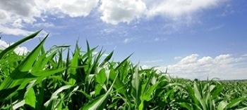 The Benefits of Heat Transfer Fluid for Biodiesel