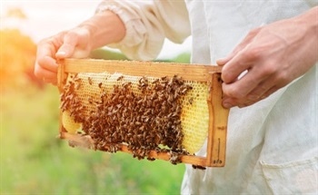 Elemental Analysis of Honey to Detect Pollution