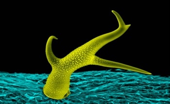 How Electron Microscopy Can Be Used in Clean Technology?